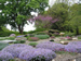Daphne Garden