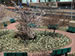 Stonybrook Children's Memorial